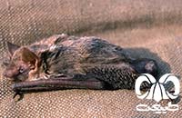 گونه خفاش سروتین هندی Indian Serotine